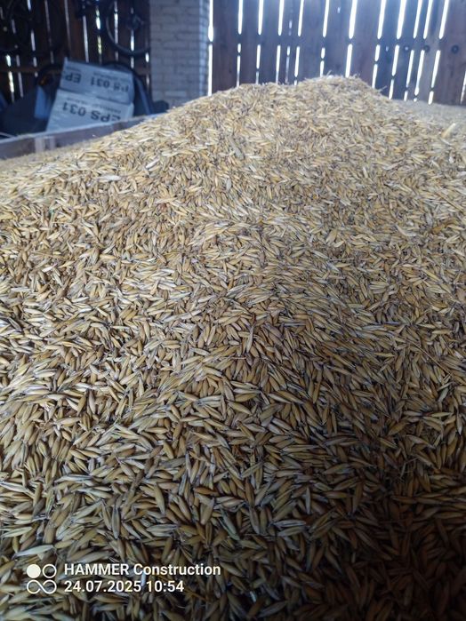 Owies ozimy skos 2025 ladny