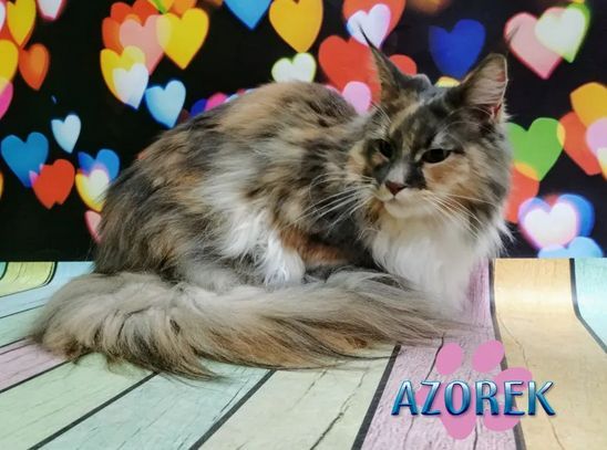 Strzyżenie czesanie kotów Fryzjer dla kota koci Katowice Chorzów Bytom