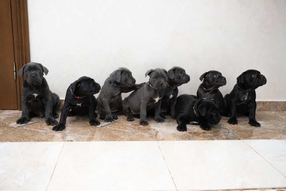 Cane Corso щенята