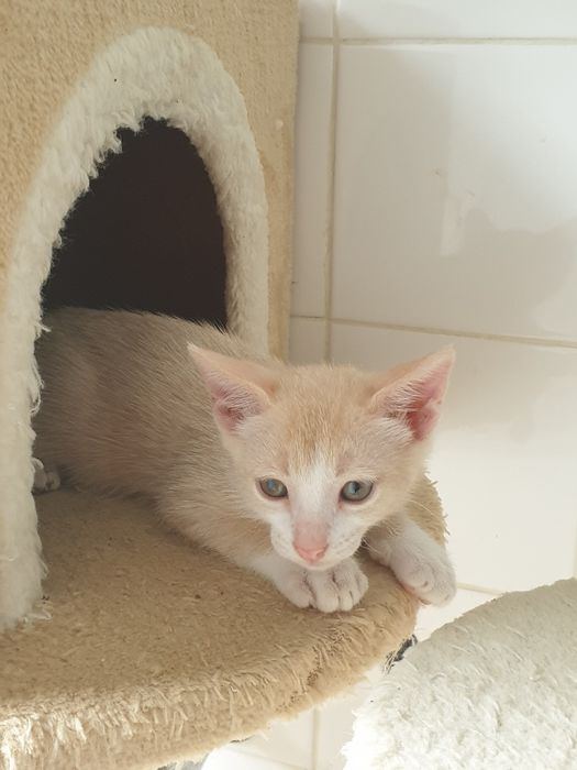 Gatinhos bebés para adoção