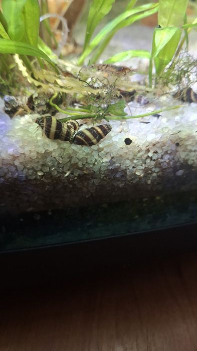 Хелена, тиломелании жёлтые ( кролик), креветка синяя