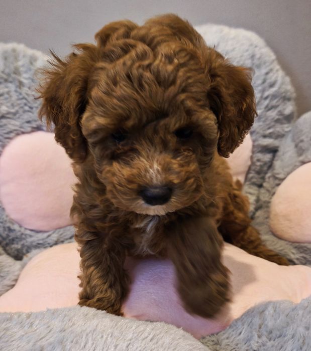 Maltipoo dziewczynka malutka