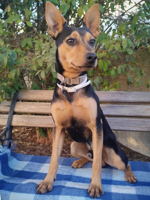 MENTON (Macho, 2 Anos, 8Kg) - Para Adoção