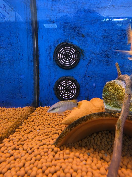 Crenicichla Compressiceps WILD