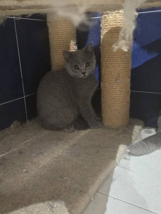Gatinho Scotthish Straight