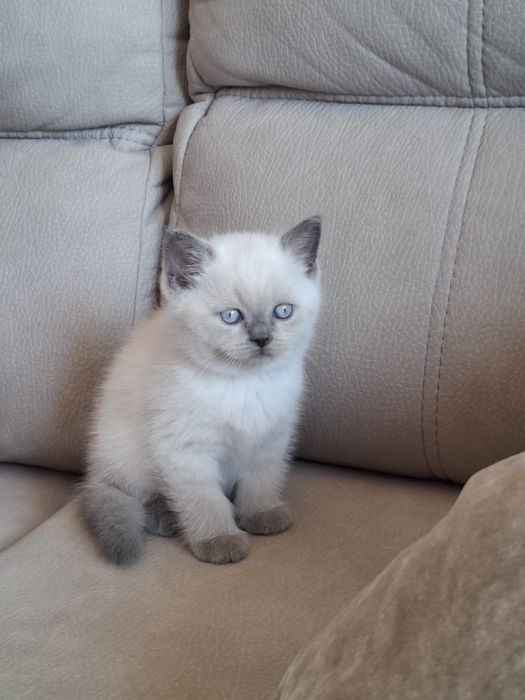 Gatinho Scottish Straight Seal point