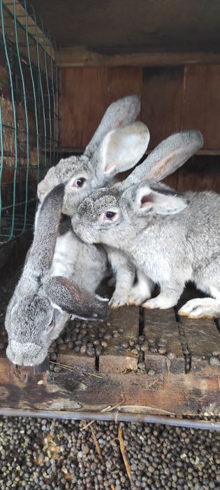 Кролики  різних порід