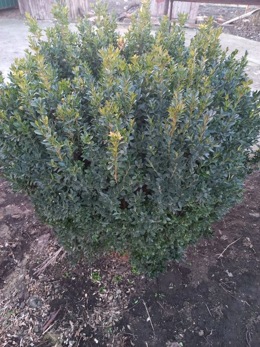 Продам  кусты самшита