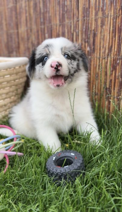 Border collie blue merle suczka