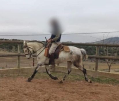 Égua Lusitana montada e gestante