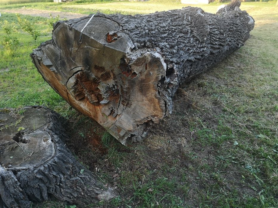 Sprzedam Kłoda dębu