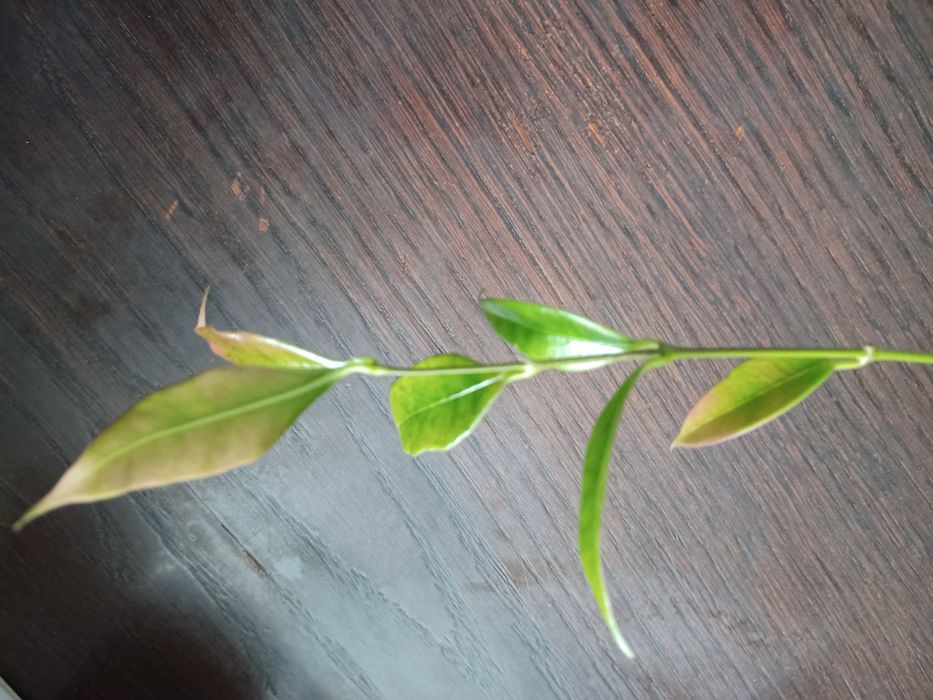 Hoja Iris Marie Paezie cięta