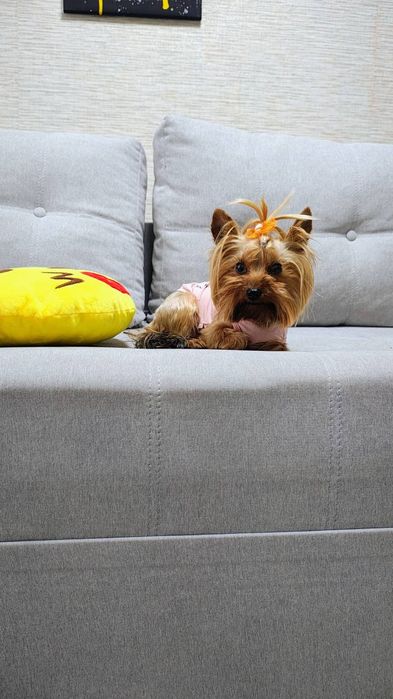 Продам міні йоріка - дівчинка