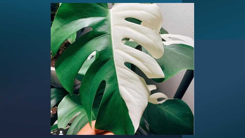 Monstera Menta – Sementes de uma raridade irresistível