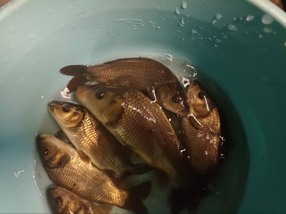 Tołpyga karp karaś amur jesiotr lin