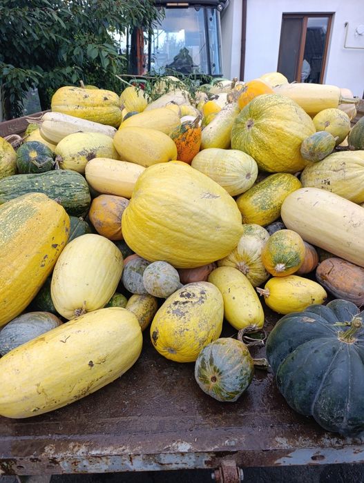 Продам гарбузи кормові