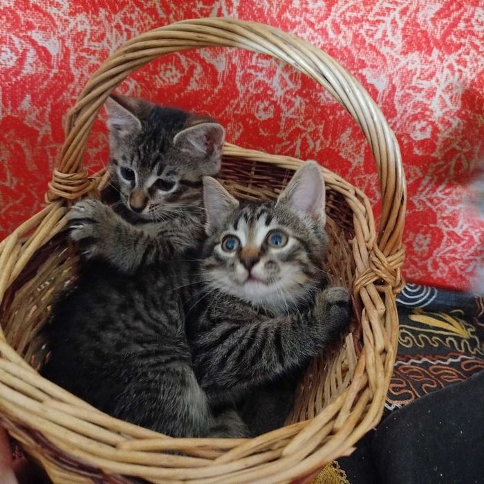 Віддам котиків до люблячої родини