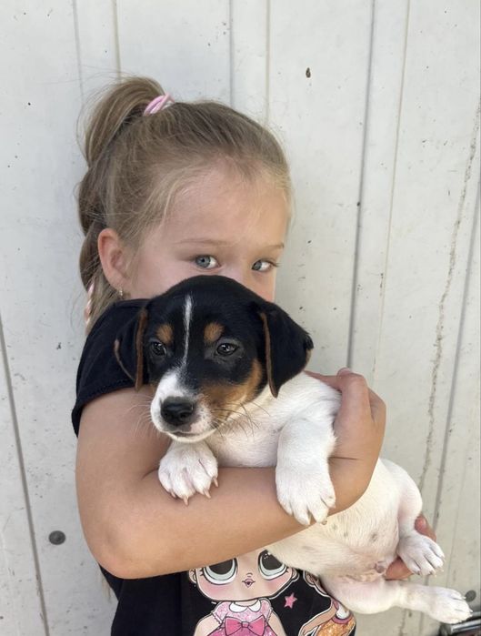 Jack Russel Terrier