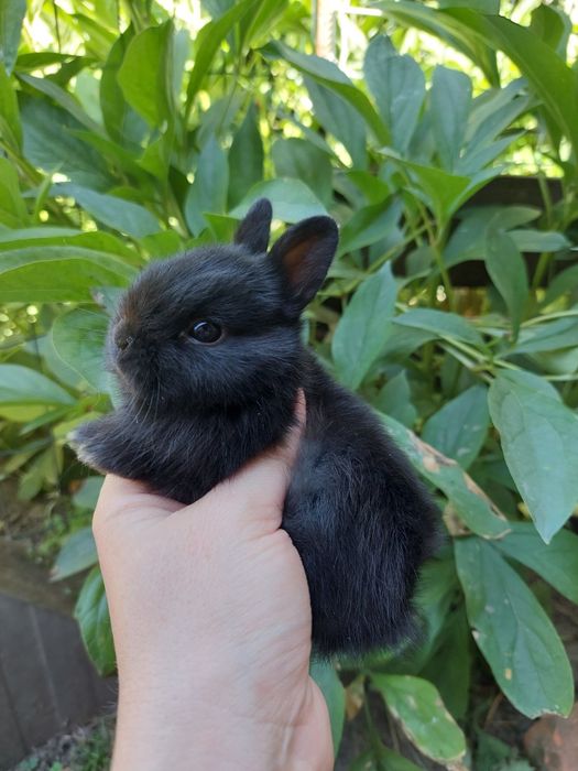 Нідерландський міні кролик