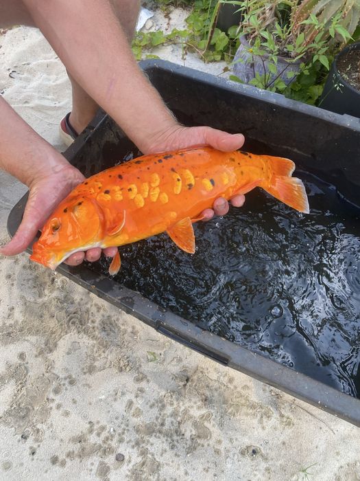 Karp EuroKoi selekt 48 cm hodowla