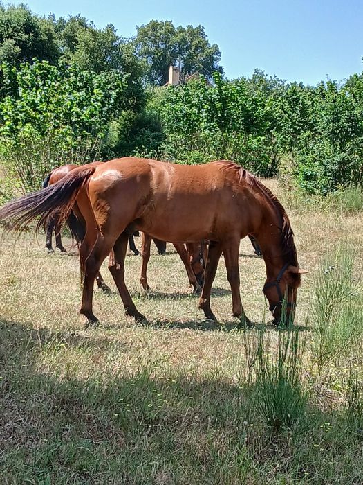 Cavalos Lusitanos  a Vende