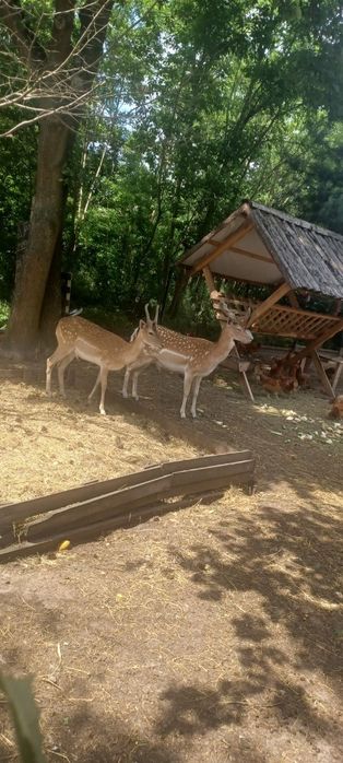 Samica Daniela łania czarna, brązowa polecam