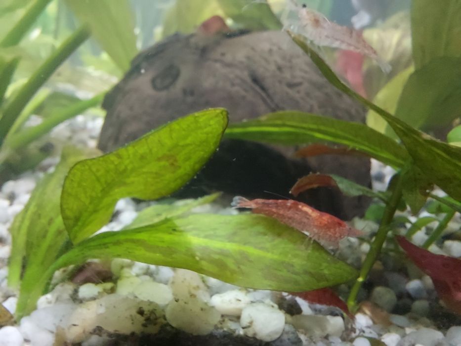 Glonojady,  zbrojniki, krewetki red cherry
