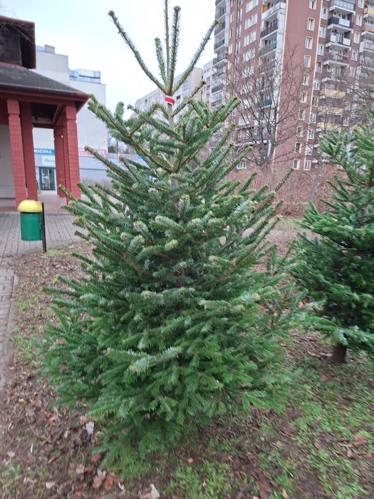 Choinki Świateczne z dowozem