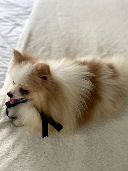 Померанські шпіци — Гарантовано закохаєтесь з першого погляду