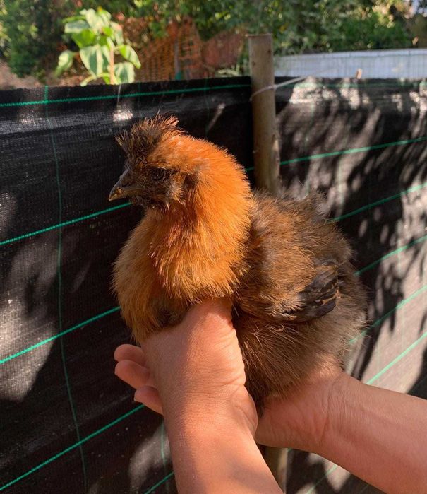 Sedosas do Japão pintos