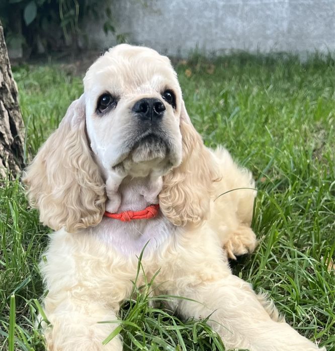 Американский Кокер Спаниель. Мальчик. Девочка. Щенок. Щенки. Питомник.