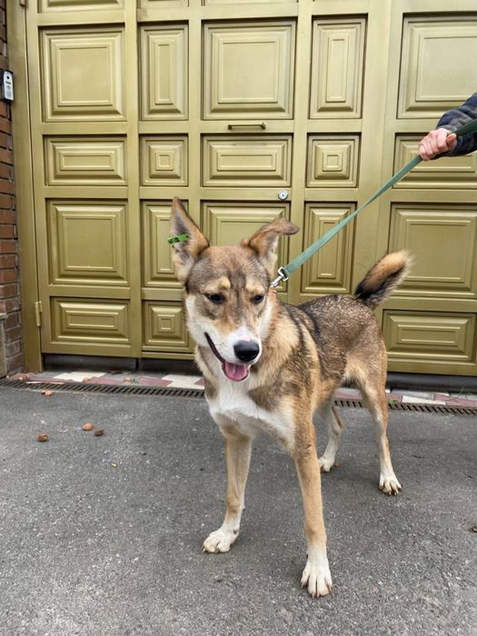 Sos! Терміново ПОТРІБЕН дім!