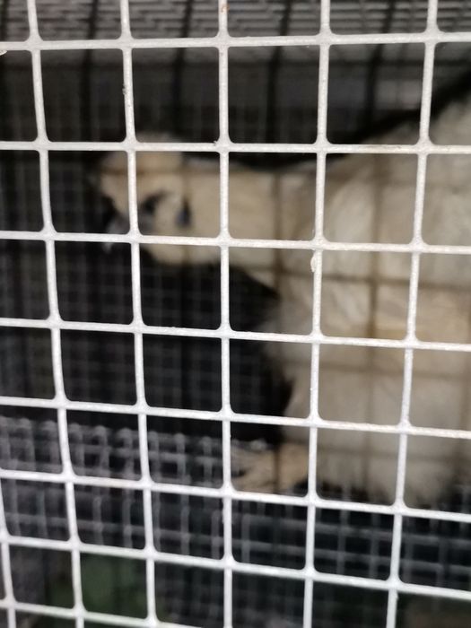 Troco ou vendo galinha sedousa