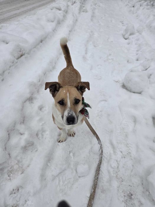 BORYS - Schronisko dla Zwierząt w Ostródzie