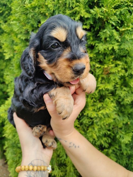 Piękna unikatowa sunia Cocker Spaniel z rodowodem