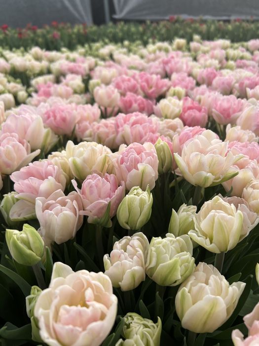 Луковиця після вигонки тюльпанів