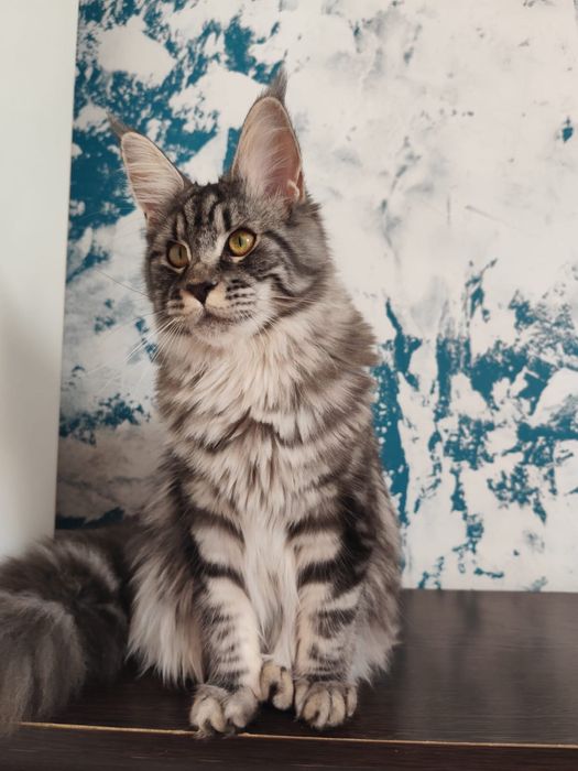 Kotka Maine Coon linia Polidactyl do hodowli.