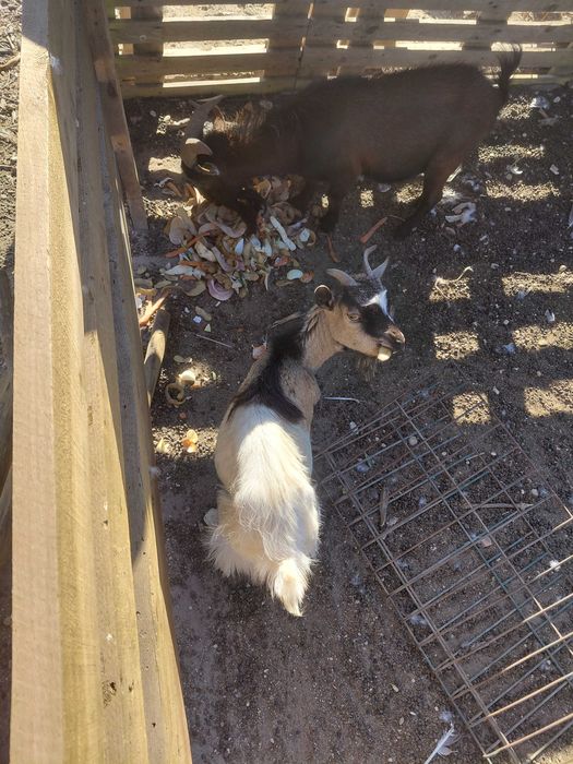 Cabras anas para ceder