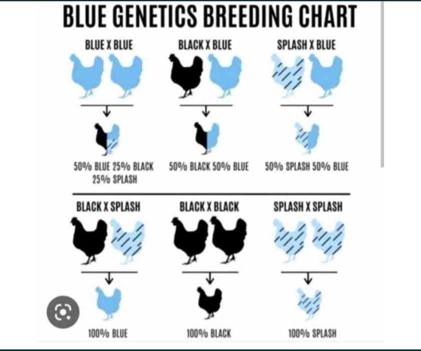 Інкубаційні яйця Амераукана