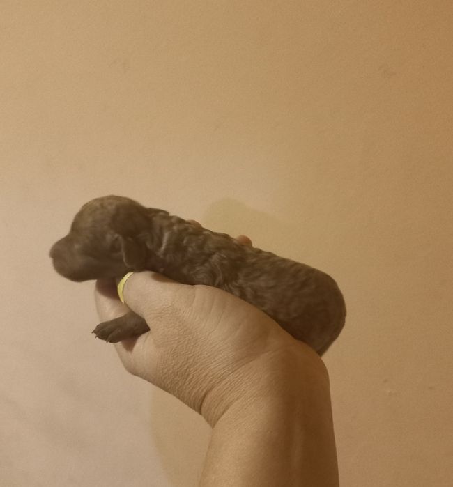 Девочки с многоплодной линии.