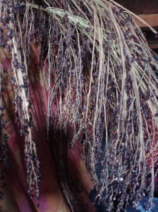 Насіння на віничче