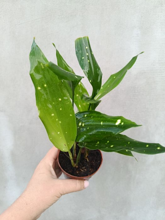 Аспідістра Aspidistra sp Thailand