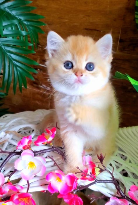 Золотые милашки. Ручные котята золотая шиншилла.