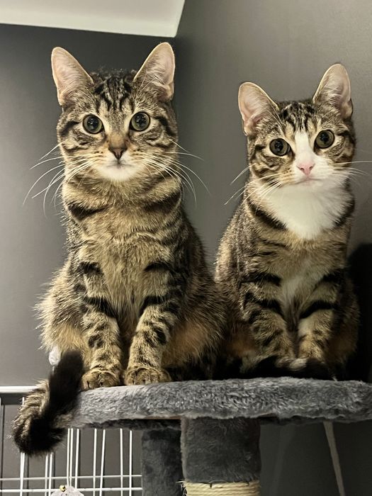 Koty do adopcji - dwaj bracia, 2 lata
