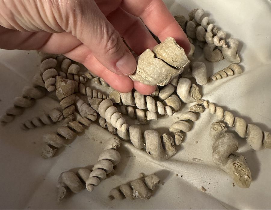 Turritelas de grandes dimensões