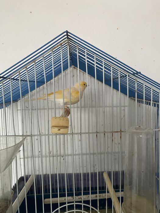 Canário macho c/gaiola