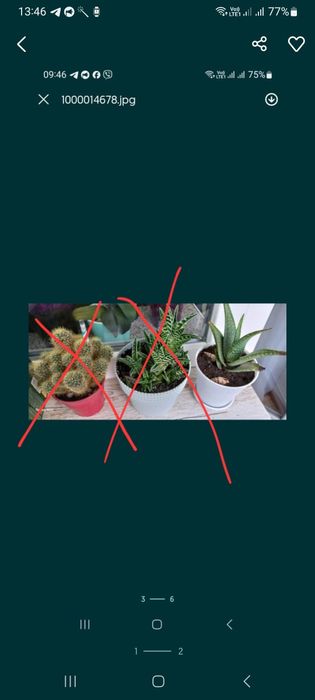 Продам   кактуси.