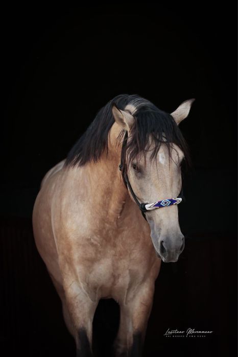 Psl baio 4 anos inteiro