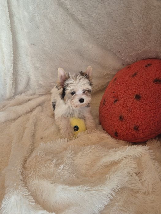 Biewer Terrier Macho Miniatura Criadora Registada PT3088FL