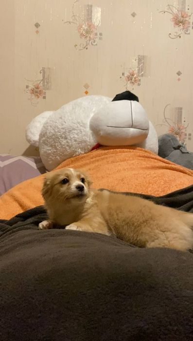 Віддам цуценя(дівчинка)